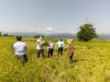 اولین برداشت برنج در شهرستان تالش 